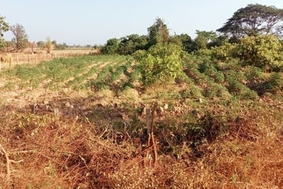 /international/kh/snoeng-banan-battambang-360107099989/