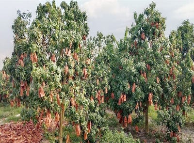 /international/kh/traeng-trayueng-phnum-sruoch-kampong-speu-360107122701/