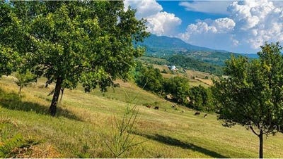/international/al/tirane-tirana-310108311840/