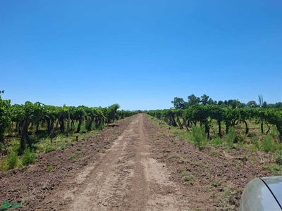 /international/ar/9-de-julio-s-n-lavalle-mendoza-lavalle-mendoza-310106162082/