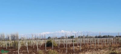 /international/ar/casares-y-carril-centro-s-n-junin-mendoza-junin-mendoza-310108288074/