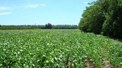 /international/ar/-10-hectareas-la-celina-con-mejoras-san-pedro-buenos-aires-120094833940/