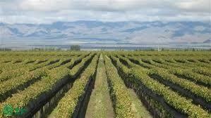 /international/ar/cortaderas-s-n-lavalle-mendoza-lavalle-mendoza-310107670574/