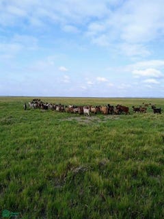 /international/ar/chical-co-algarrobo-del-aguila-la-pampa-la-pampa-province-310105368007/