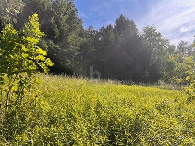 /international/at/scharding-upper-austria-310108667531/