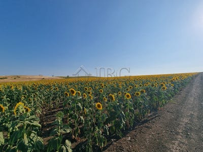 /international/bg/tunkovo-burgas-310107430955/
