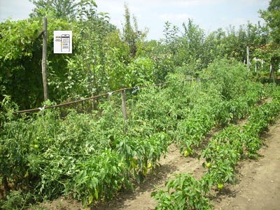 /international/bg/с-градини-s-gradini-добрич-dobrich-province-310102641816/