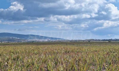 /international/bg/к-к-слънчев-бряг-k-k-slanchev-briag-бургас-burgas-310093921329/