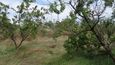 /international/bg/галата-фичоза-galata-fichoza-варна-varna-310093900693/
