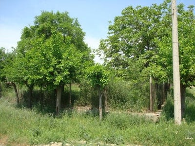 /international/bg/с-дълбоки-s-dalboki-стара-загора-stara-zagora-120049130891/