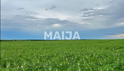 /international/br/hectare-soybean-grain-farm-confresa-mato-grosso-310106740341/