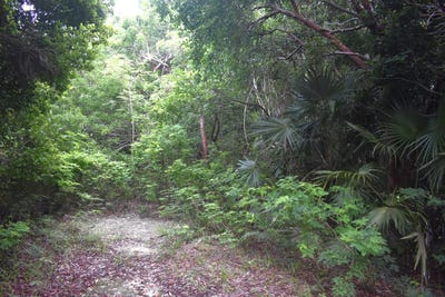 /international/bs/1-queens-hwy-eleuthera-island-shores-north-eleuthera-310108518063/?lang=fr