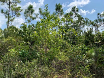 /international/bs/ringwood-drive-grand-bahama-freeport-310094481422/?lang=zh-cn