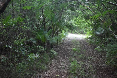 /international/bs/1-queens-hwy-eleuthera-island-shores-north-eleuthera-310108511549/?lang=it