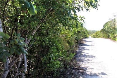 /international/bs/lot-51-stella-maris-long-island-long-island-310107589020/