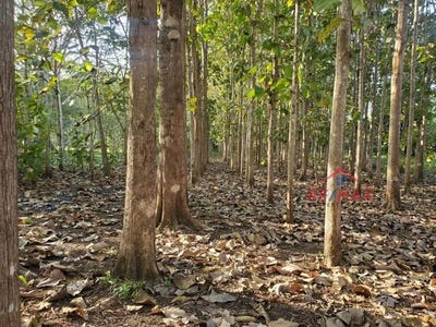 /international/bz/near-san-ignacio-town-cayo-belize-san-ignacio-cayo-district-san-ignacio-cayo-district-120076721727/