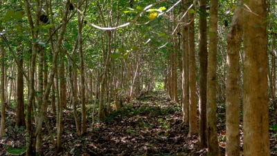 /international/bz/5f52-x9-belize-district-belize-city-310106402573/