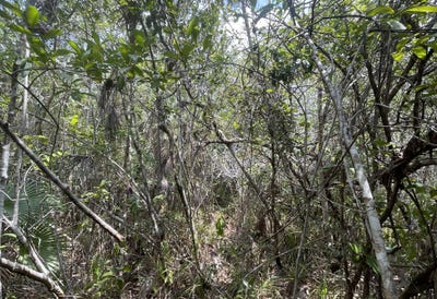 /international/bz/belize-district-belize-district-belize-city-310108035867/