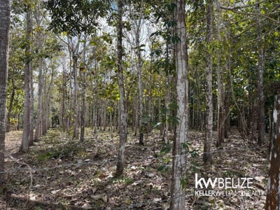 /international/bz/-25-acre-teak-and-mahogany-tree-farm-buena-vista-cayo-district-310106295820/