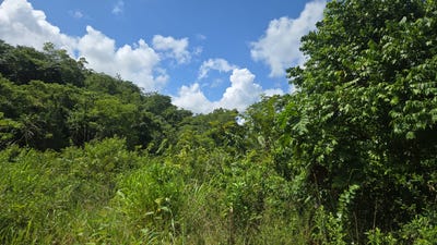 /international/bz/contact-jeff-sherman-benque-viejo-del-carmen-cayo-district-benque-viejo-del-carmen-cayo-district-310120598610/