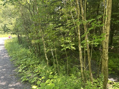 /international/ca/rue-owl-lac-brome-qc-j0e1v0-ca-lac-brome-quebec-310100698439/