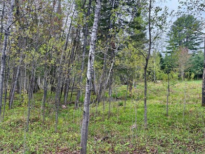 /international/ca/21-rue-desormeaux-lac-du-cerf-quebec-310106164759/