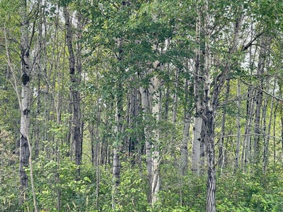 /international/ca/ch-du-domaine-colibri-osman-senneterre-paroisse-qc-j0y2m0-ca-senneterre-paroisse-quebec-310093921643/