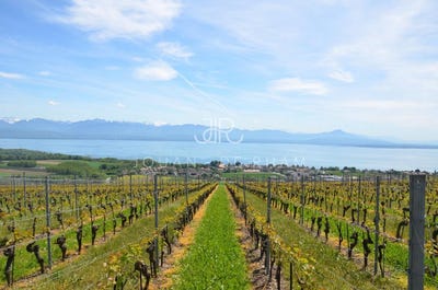 /international/ch/mies-vaud-310102112447/