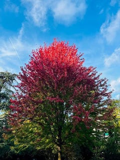 /international/ch/geneve-geneva-310108158367/
