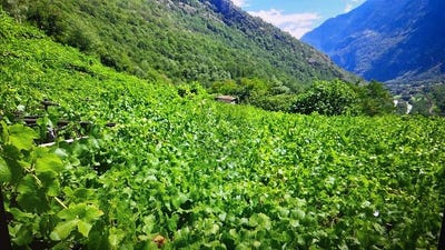 /international/ch/anzonico-ticino-310108419603/