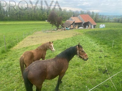 /international/ch/lovens-canton-of-fribourg-310108321026/