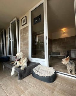 /international/ch/happy-dogs-aigle-les-afforets-12-aigle-vaud-310100908882/