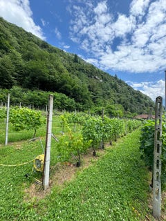 /international/ch/riviera-ticino-310108892771/