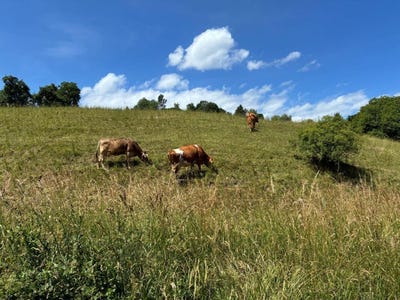 /international/ch/im-fohret-2-bergdietikon-aargau-310108373114/
