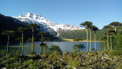 /international/cl/r-761-curacautin-araucania-310101356355/?lang=zh-tw