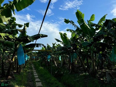 /international/co/zungo-embarcadero-1-carepa-uraba-antioquia-057850-antioquia-310107495306/