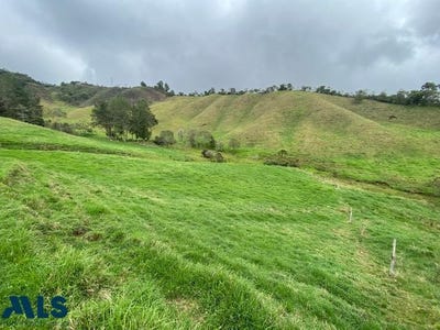/international/co/la-ceja-antioquia-310101444451/