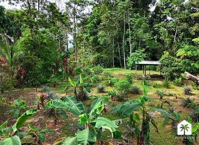 /international/cr/j8p2-888-limon-province-punta-uva-costa-rica-cahuita-limon-310100958270/?lang=zh-cn