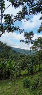 /international/cr/800-mts-east-of-diamond-waterfall-entrance-tinammastes-perez-zeledon-san-jose-perez-zeledon-san-jose-120096140371/?lang=zh-tw