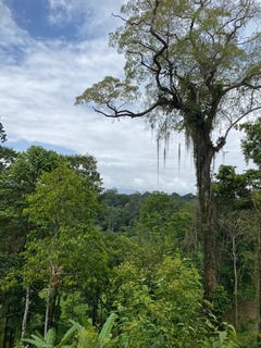 /international/cr/id-1084-5-500-sqm-lot-with-mountain-view-in-iriria-1-punta-uva-puerto-viejo-limon-province-310107938676/