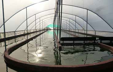 /international/cr/spirulina-farm-for-sale-in-liberia-guanacaste-productive-sustainable-business-ready-to-generate-income-liberia-guanacaste-costa-rica-liberia-guanacaste-province-310107493697/