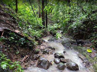 /international/cr/cacao-farm-with-71-acres-of-land-and-equipment-for-chocolate-making-in-upala-costa-rica-upala-alajuela-upala-alajuela-province-310107414280/