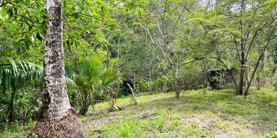 /international/cr/lot-in-the-hills-at-manzanillo-manzanillo-puntarenas-puntarenas-310102963772/