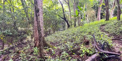/international/cr/prime-commercial-lot-just-minutes-from-manzanillo-beach-manzanillo-santa-teresa-alajuela-province-310103089047/