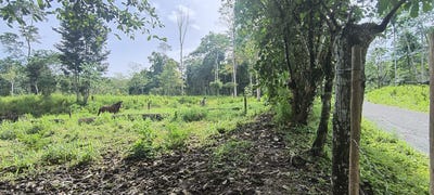 /international/cr/puerto-jimenez-puntarenas-puntarenas-puntarenas-puntarenas-310102414781/