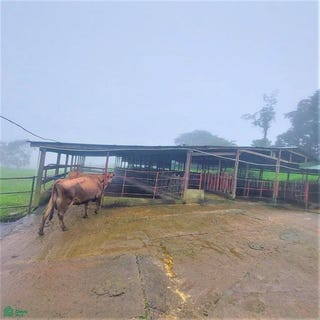 /international/cr/zapote-zarcero-alfaro-ruiz-alajuela-alajuela-province-310095327977/