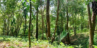 /international/cr/ocean-view-land-near-playa-carmen-playa-carmen-santa-teresa-alajuela-province-310103037959/