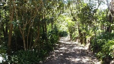 /international/cr/a-hidden-gem-in-the-heart-of-nature-land-in-san-rafael-de-heredia-concepcion-heredia-province-310107834109/