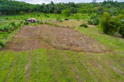 /international/cr/puerto-jimenez-puntarenas-puntarenas-puntarenas-puntarenas-310102400147/
