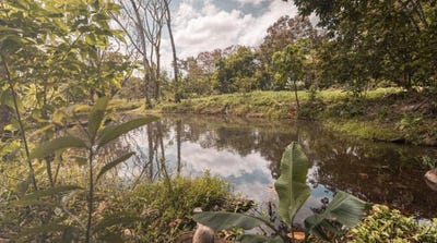 /international/cr/la-tigra-san-carlos-san-carlos-alajuela-san-carlos-alajuela-province-120076724016/